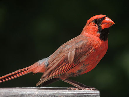 Northern Cardinal Broadside.jpg