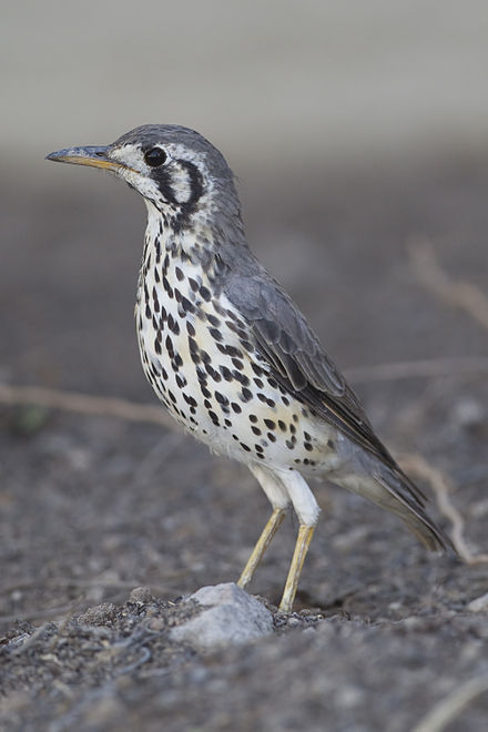 Medium sized songbird stands upright with greyish upperbody, blackened wings, white underparts streaked with black, a white face with a prominent black crescent behind the eye and black line running from the eye down, and grey bill with yellow below